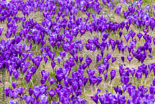 Many blooming crocuses in a field