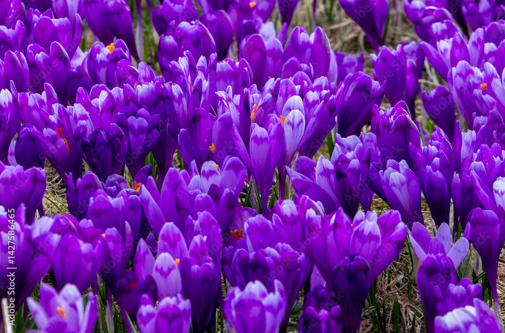 A carpet of many Purple Crocus Flowers on the ground