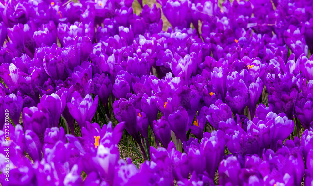 Close-up of many blooming purple crocuses