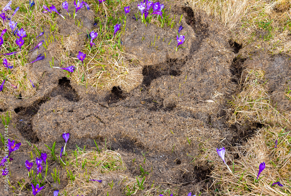 Many galleries made by mice on the ground surface