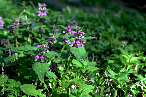 Purple Dead Nettle or Lamium (Lamium purpureum)
