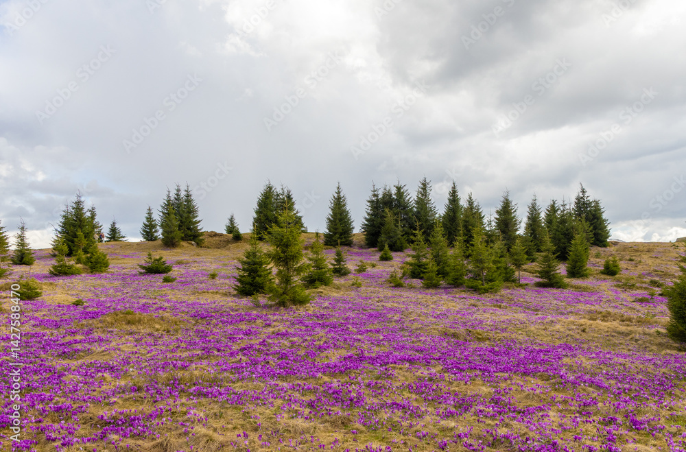 Many purple crocuses flowers in the mountains