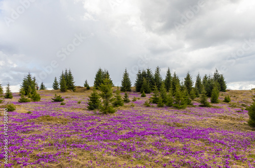 Obraz na płótnie Many purple crocuses flowers in the mountains w salonie