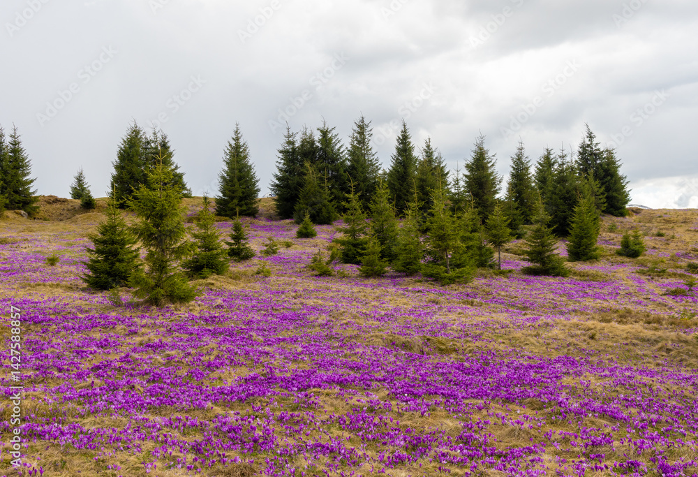 Landscape with many blooming crocuses on an alpine pasture