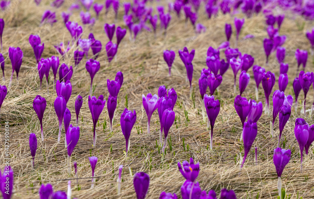 Fototapeta premium Many blooming crocuses in a field