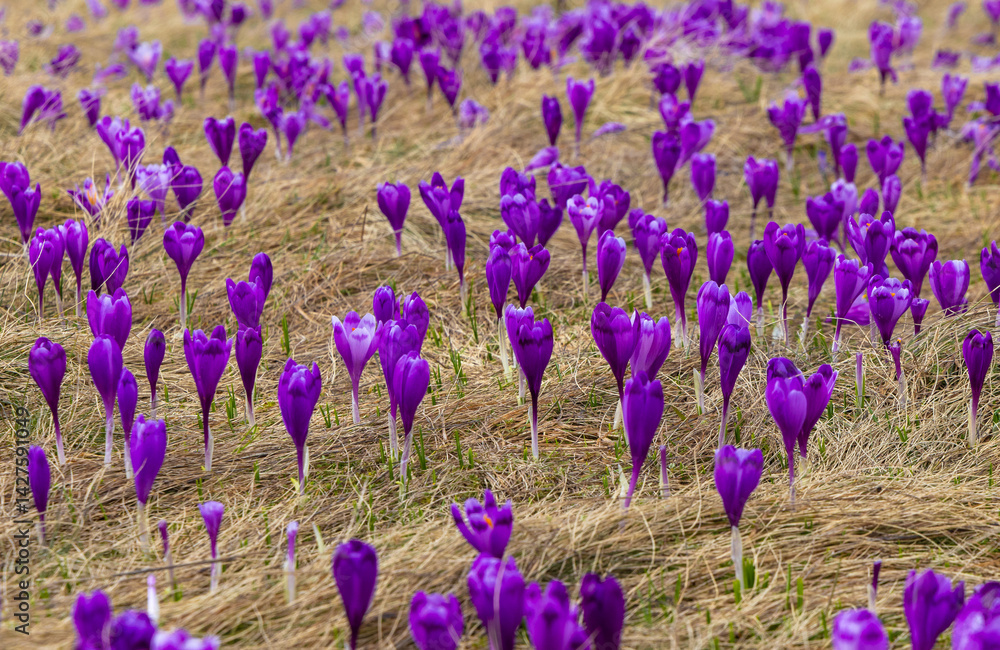 Close-up of many blooming purple crocuses