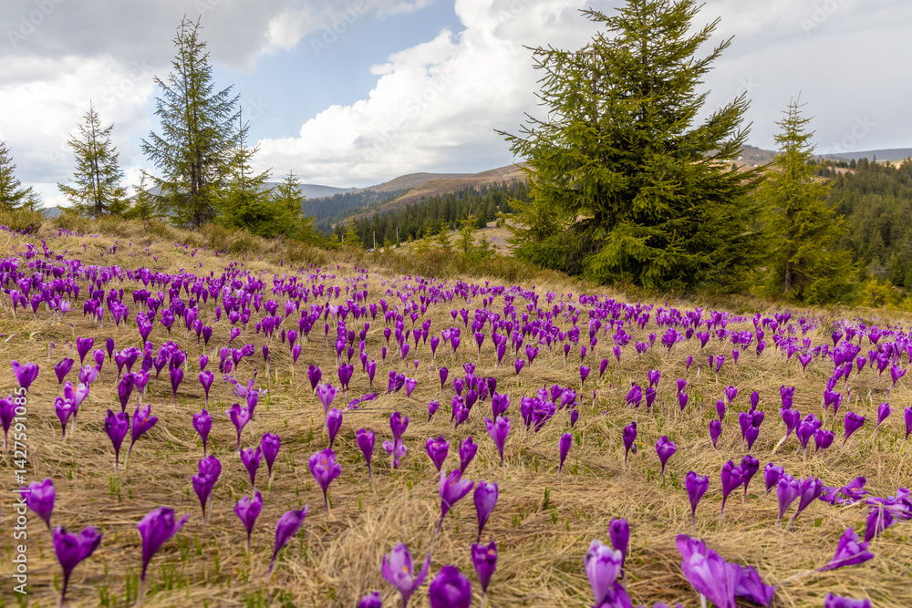 Landscape with many blooming crocuses on an alpine pasture