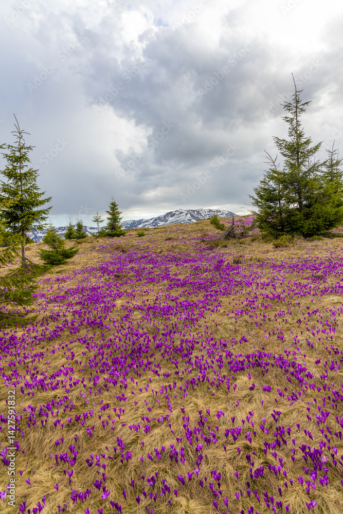 Landscape with many blooming crocuses on an alpine pasture