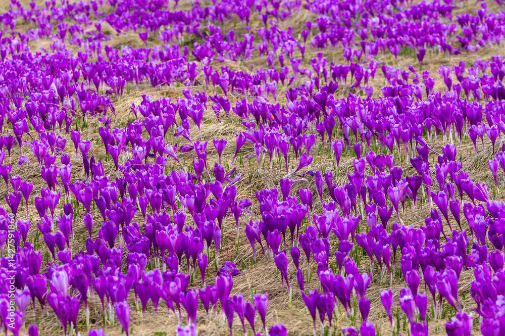 A group of many blooming purple crocuses