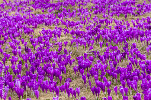 Obraz na płótnie A group of many blooming purple crocuses w salonie