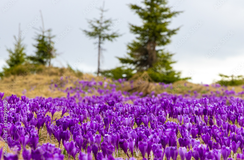 Naklejka premium A carpet of many Purple Crocus Flowers on a mountain field