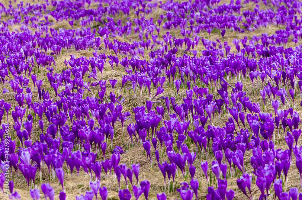 Close-up of many wild crocuses with selective focus