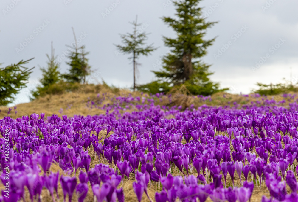 Mesmerizing landscape with a carpet of many crocuses on the alpine field. Many crocuses on the Prislop pass - Romania