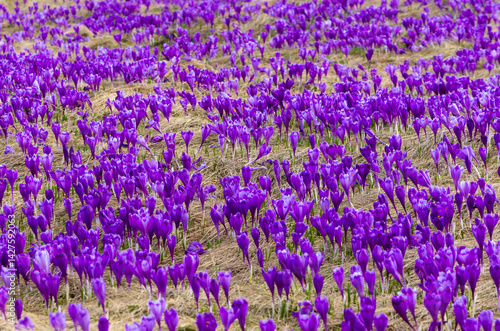 Obraz na płótnie Close-up of many wild crocuses with selective focus w salonie