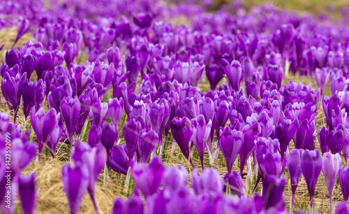 Obraz na płótnie Close-up of many wild crocuses with selective focus w salonie
