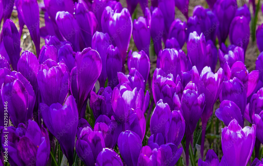 Close-up of many wild crocuses with selective focus