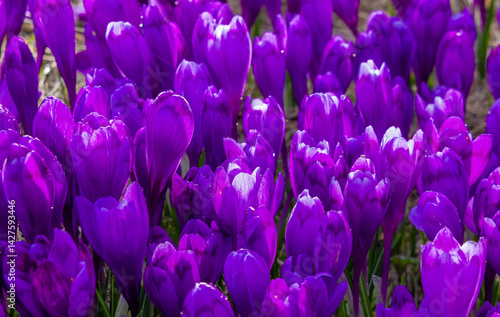 Obraz na płótnie Close-up of many wild crocuses with selective focus w salonie