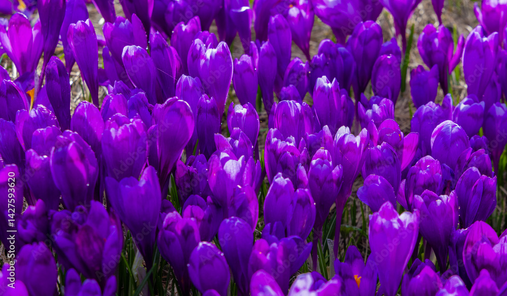 A carpet of many Purple Crocus Flowers on the ground