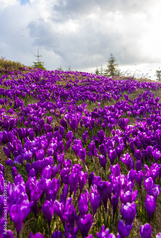 A carpet of many Purple Crocus Flowers on a mountain field