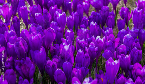 Obraz na płótnie A carpet of many Purple Crocus Flowers on the ground w salonie