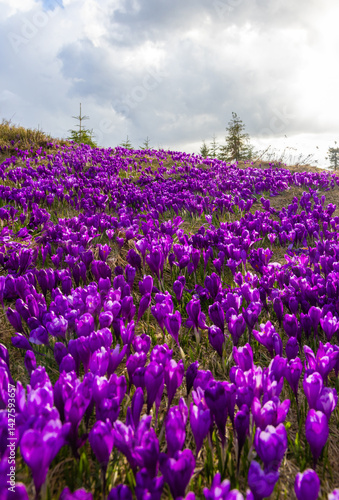 Obraz na płótnie A carpet of many Purple Crocus Flowers on a mountain field w salonie