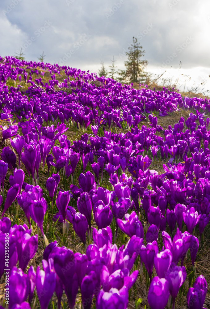 Landscape with many blooming crocuses on an alpine pasture
