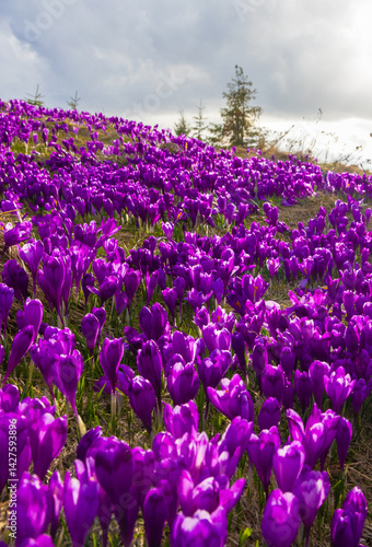 Obraz na płótnie Landscape with many blooming crocuses on an alpine pasture w salonie