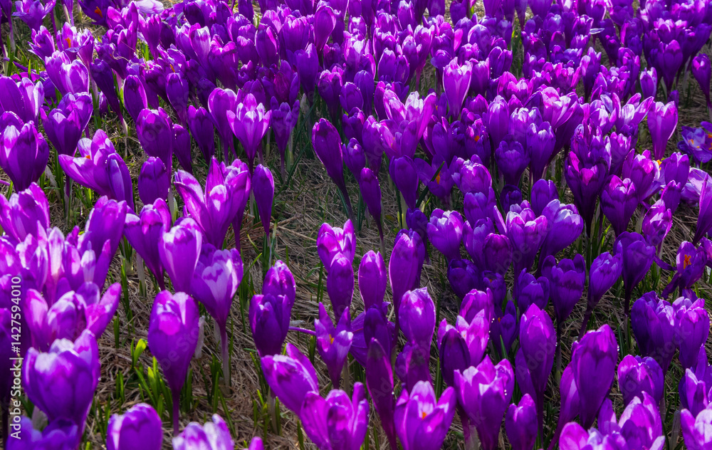 Close-up of many wild crocuses with selective focus