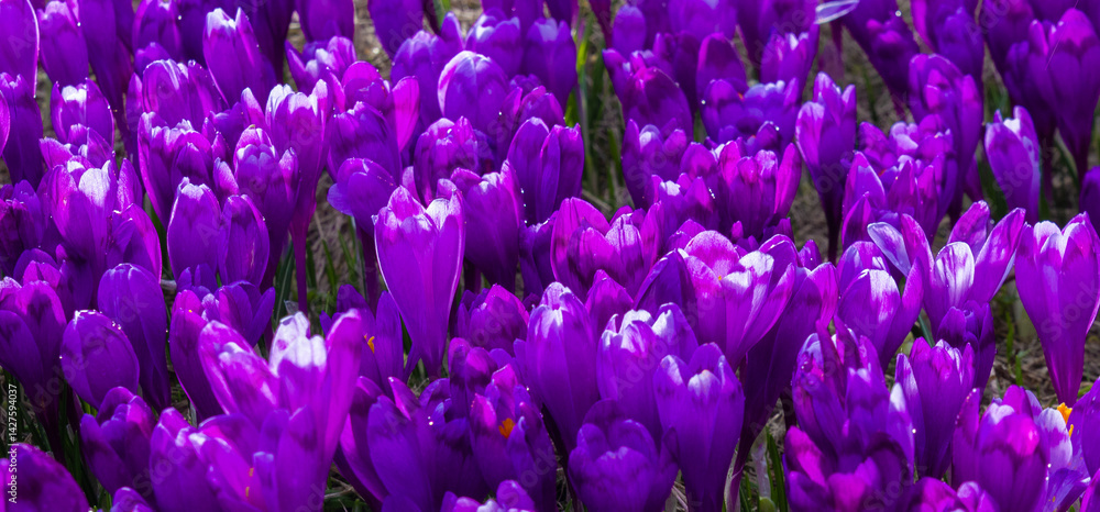 A carpet of purple crocuses on the field in the foreground