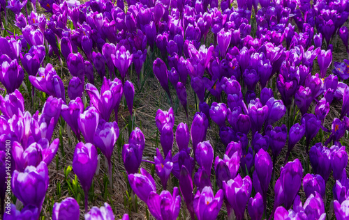 Obraz na płótnie Close-up of many wild crocuses with selective focus w salonie