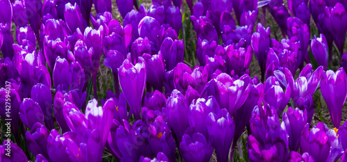 Obraz na płótnie A carpet of purple crocuses on the field in the foreground w salonie