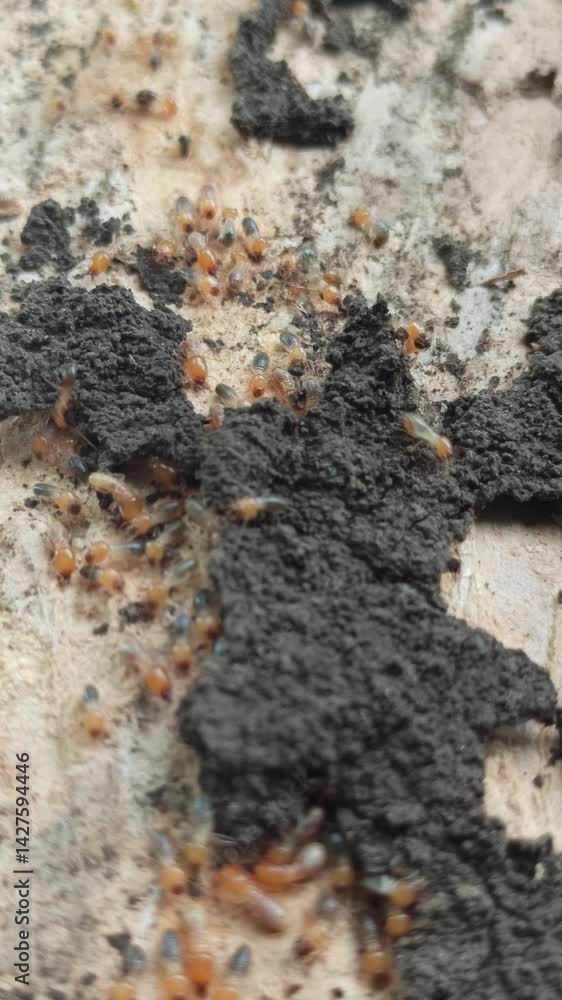 Termites make nests in teak trees in the forest Termites make nests in teak trees in the forest