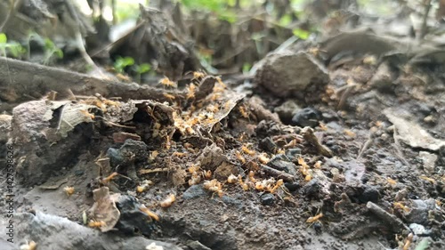 Red ants prey on termites in the sectarian teak tree
