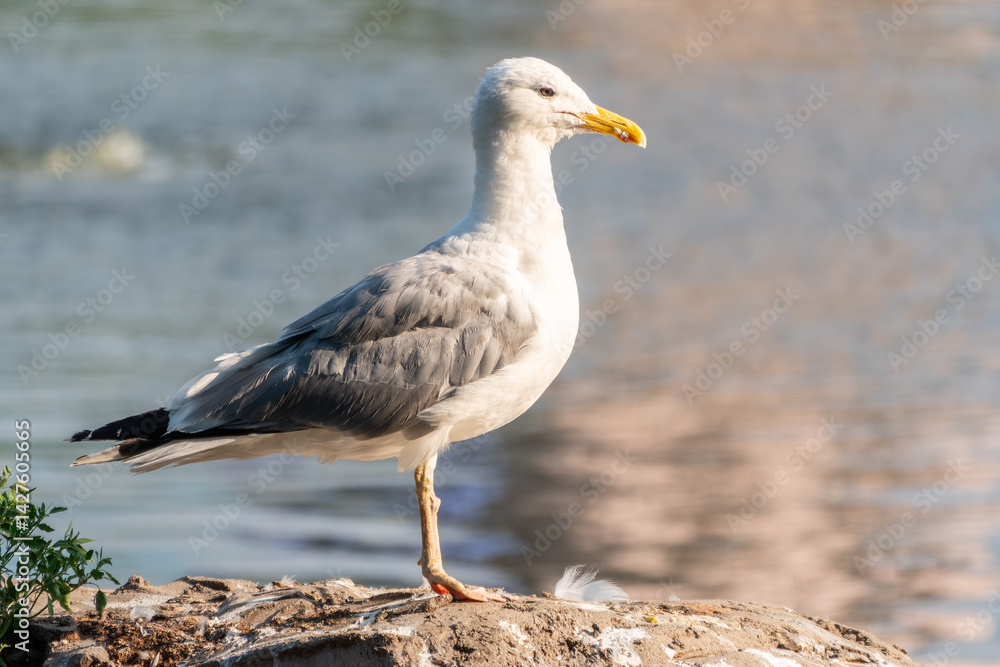 Seagull sits on stone cliff at the sea shore Seagull sits on stone cliff at the sea shore