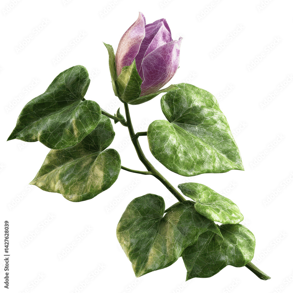 Fototapeta premium Single Purple Hibiscus Flower Bud with Green Leaves on a Dark Green Background