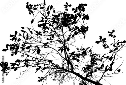 Vector illustration of natural old oak tree branch with leaves on white background