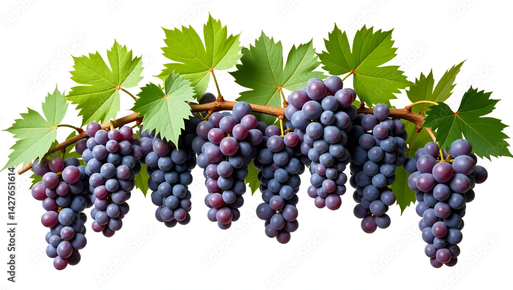 A Lush and Vibrant Fresh Grape Vine with Densely Packed Juicy Grapes in a Sunlit Vineyard A Lush and Vibrant Fresh Grape Vine with Densely Packed Juicy Grapes in a Sunlit Vineyard