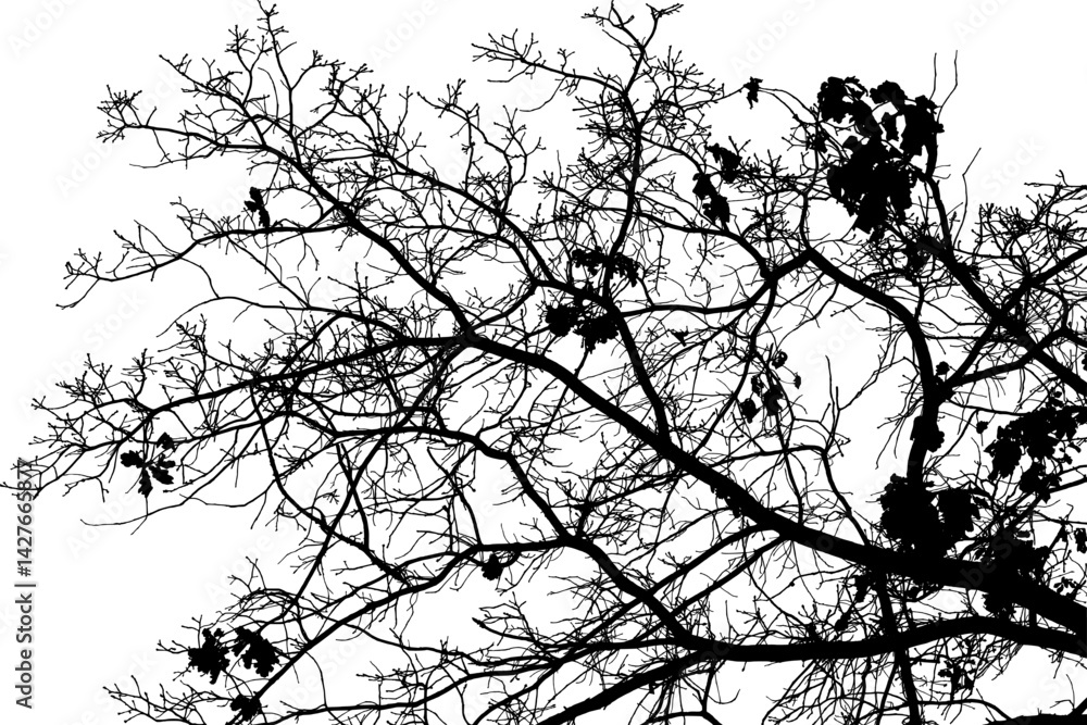 Obraz premium Vector illustration of natural old oak tree branch with leaves on white background