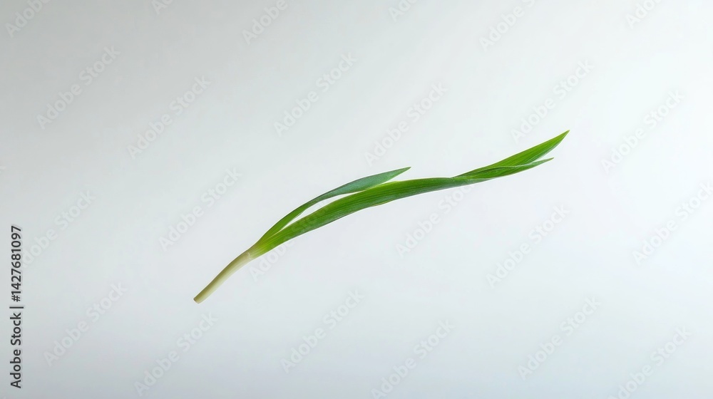 Fototapeta premium Fresh green onion sprout, isolated
