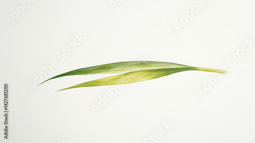 Two vibrant green leaves with yellow variegation