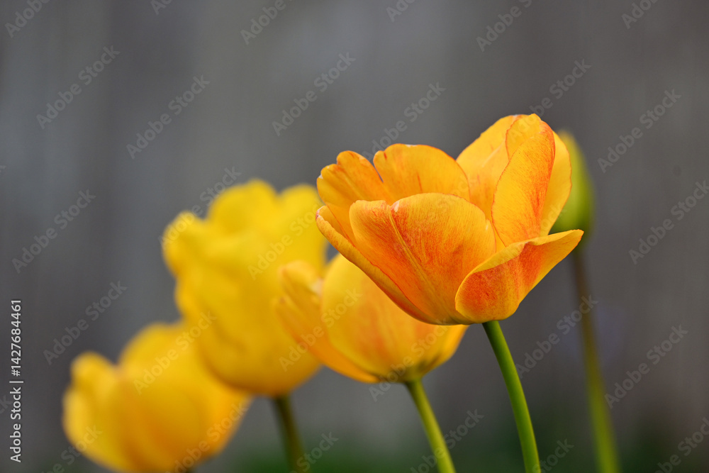 yellow tulips in the garden yellow tulips in the garden