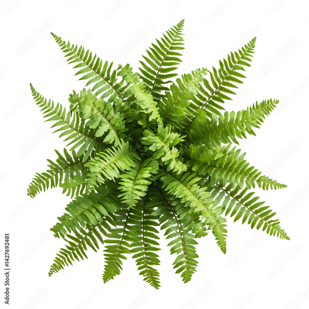 Fern plant, top view, isolated on a transparent background Fern plant, top view, isolated on a transparent background