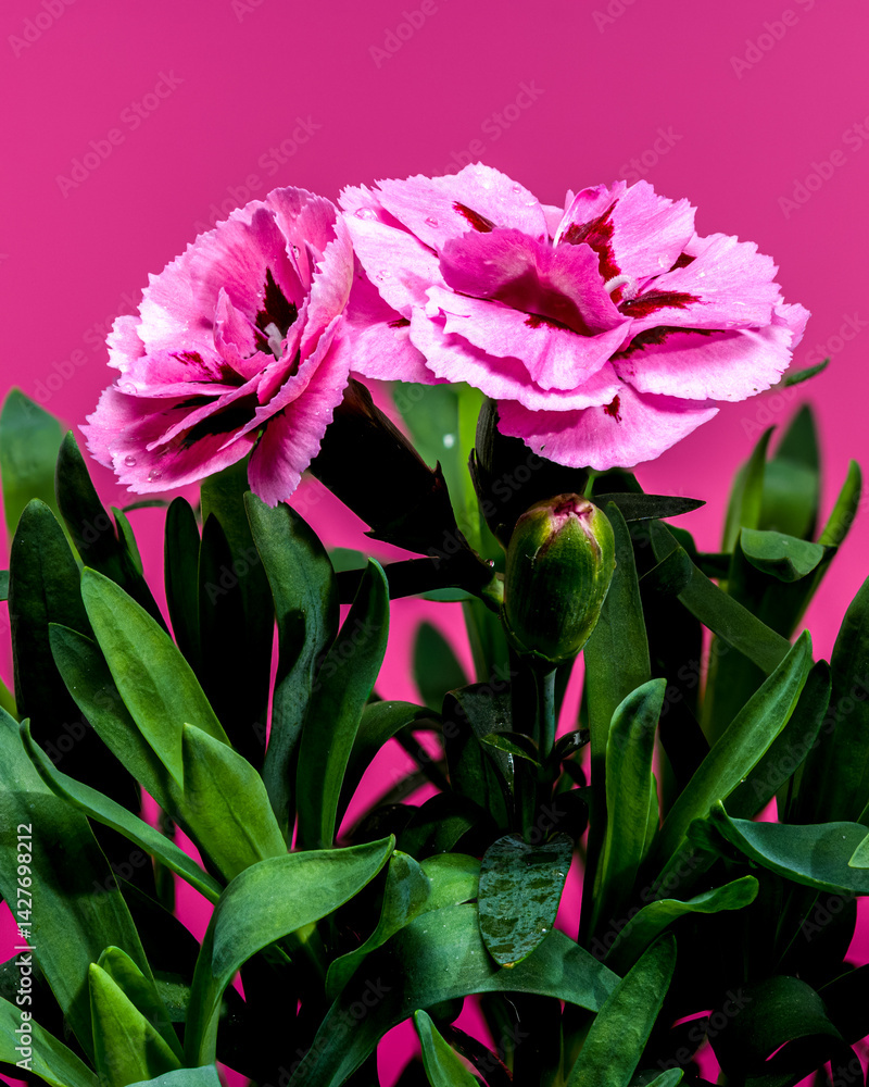 Pink Carnation Flowers with Water Drops pink background