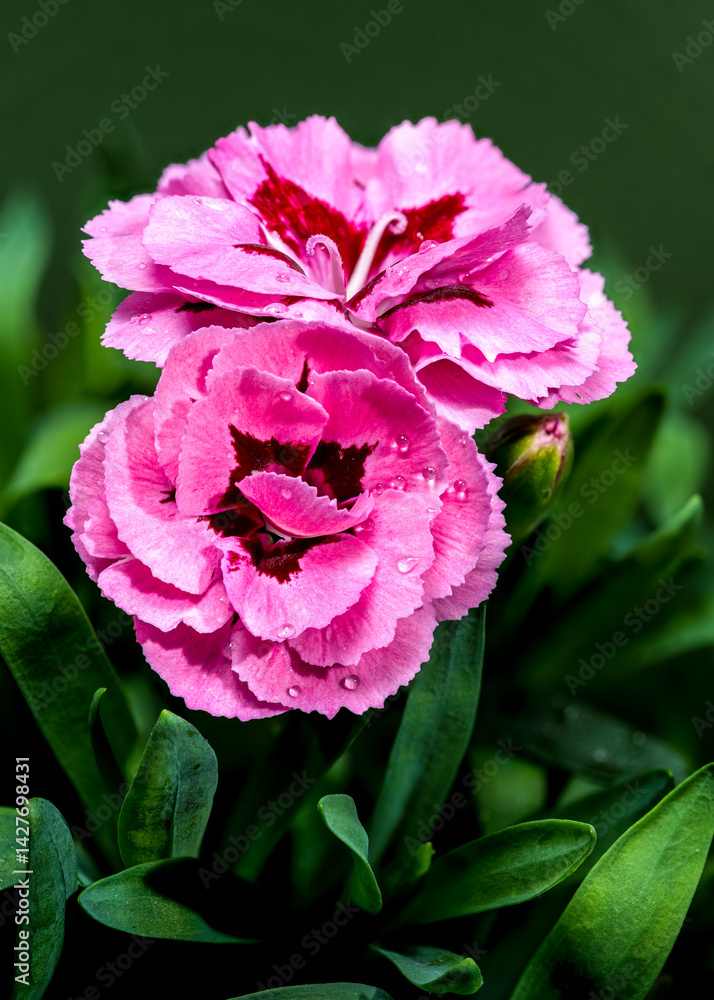 Pink Carnations with Dew Drops on green Background