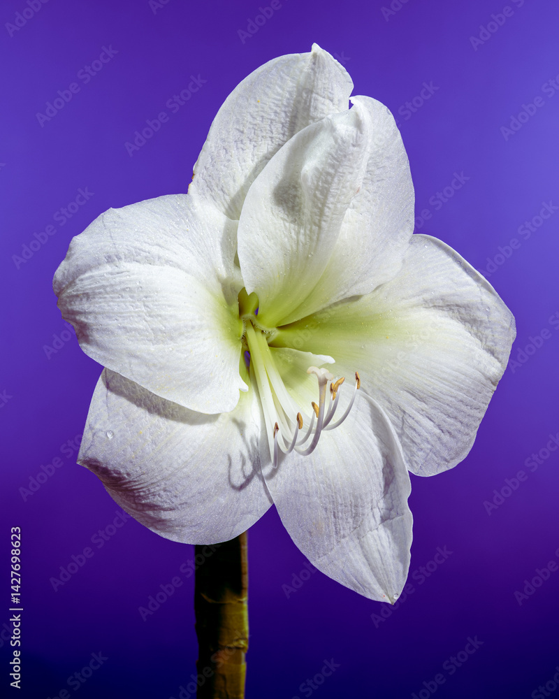 White Amaryllis Flower with Dew Drops on purple Background