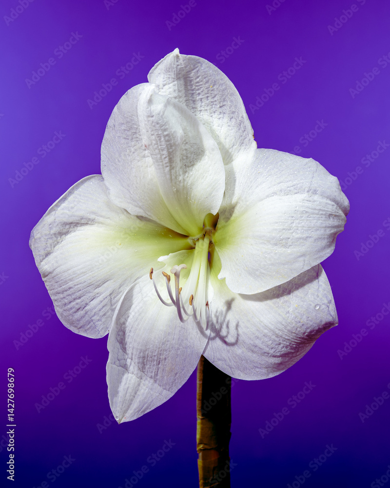 White Amaryllis Flower with Dew Drops on purple Background