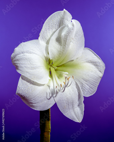 Obraz na płótnie White Amaryllis Flower with Dew Drops on purple Background w salonie