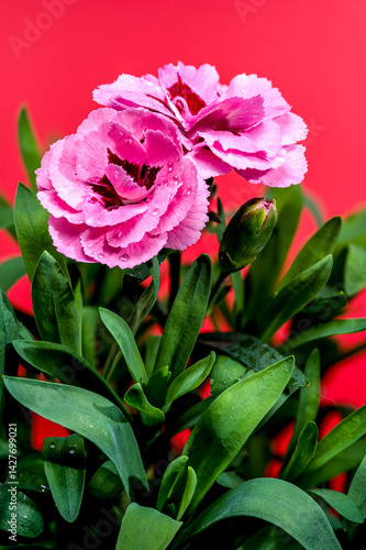 Obraz na płótnie Pink Carnations with Dew Drops on red Background w salonie