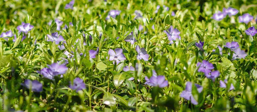 Periwinkle Flowers Blooming in Spring Sunlight Periwinkle Flowers Blooming in Spring Sunlight