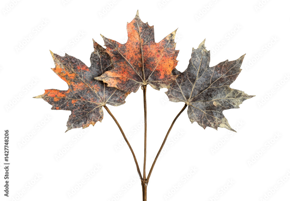 Fototapeta premium Three brown and orange autumn maple leaves with stems
